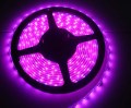 led fucsia